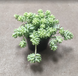 Седум Бурито 1703 фото 2