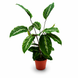 Калатея Мауї (Calathea 'Maui') д12 448 фото 1