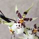 Орхидея Камбрия (Cymbidium) 2579 фото 4
