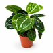 Калатея Розеопікта Грін (Calathea roseopicta 'Green') д7 3289 фото 1