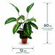 Калатея Мауї (Calathea 'Maui') д12 448 фото 2