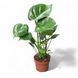 Монстера деликатесная (Monstera deliciosa)д12 263 фото 1
