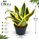Сансев&rsquo;єрія Ханні Сан (Sansevieria &lsquo;Hahnii Sun&rsquo;) д9 3464 фото 2