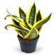 Сансев&rsquo;єрія Ханні Сан (Sansevieria &lsquo;Hahnii Sun&rsquo;) д9 3464 фото 1