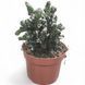 Цереус Монвелея (Cereus monvillei)  604 фото 1