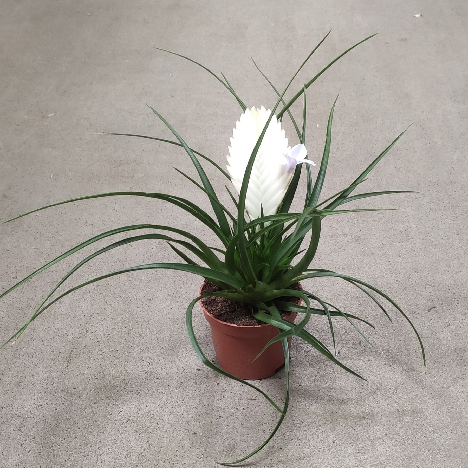 Купить Тиландсия Белая 1545 в интернет магазине Dflora