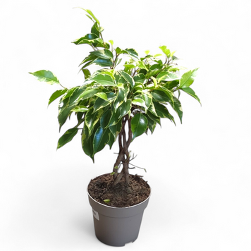 Фикус Бенджамина плетеный (Ficus benjamina) д12 3096 фото
