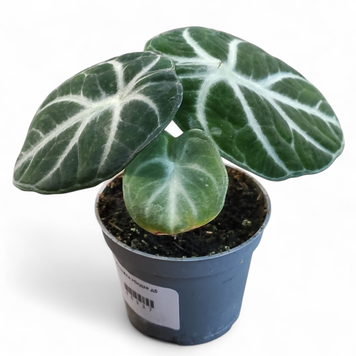 Алоказія Ніндзя (Alocasia Ninja) д6 2894 фото