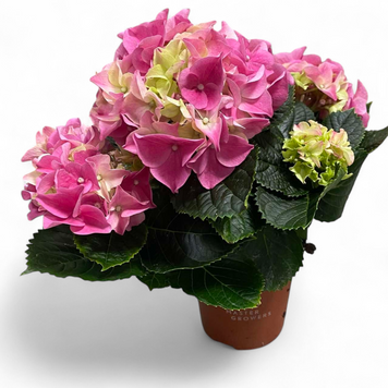 Гортензия Розовая (Hydrangea macrophylla Pink) 3001 фото
