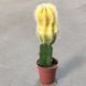 Гимнокалициум Михановича (Gymnocalycium mihanovichii) 2587 фото 2