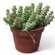 Крассула Марнієріана (Crassula marnieriana)&nbsp;д9 48 фото 1