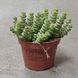 Крассула Марнієріана (Crassula marnieriana)&nbsp;д9 48 фото 2