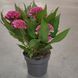 Целозія гребінчаста Рожева (Celosia argentea var. cristata) 2393 фото 3