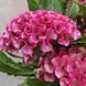 Целозія гребінчаста Рожева (Celosia argentea var. cristata) 2393 фото 2