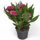 Целозія гребінчаста Рожева (Celosia argentea var. cristata) 2393 фото 1