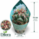 Телокактус Гексаедрофорус (Thelocactus hexaedrophorus) д6.5 3474 фото 2
