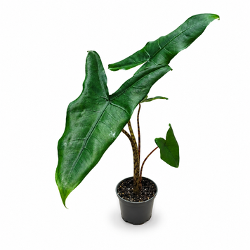 Алоказія Зебрина (Alocasia zebrina) д7 2718 фото