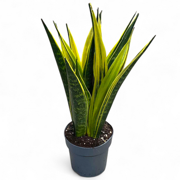 Сансевиерия Голден Флейм (Sansevieria Golden Flame) д14 3037 фото