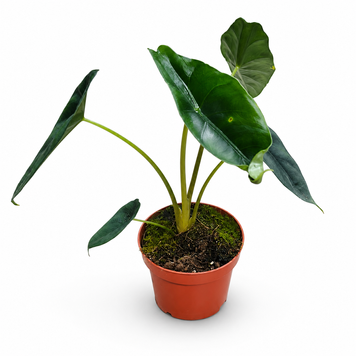 Алоказия Венуста (Alocasia venusta) 10.5 3360 фото