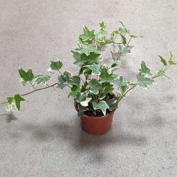 Плющ Хедера Варієгантний (Hedera helix variegata) д9 2421 фото