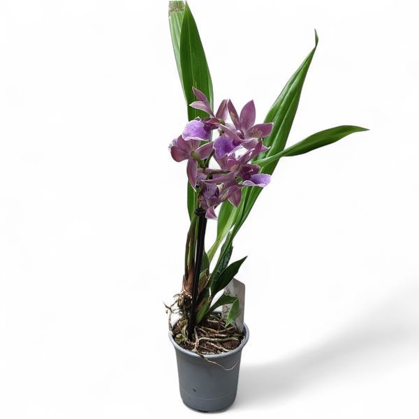 Орхідея Камбрія (Cymbidium) 2582 фото