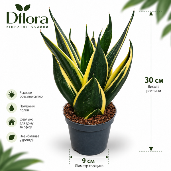 Сансевиерия Ханни Глиммеринг (Sansevieria &lsquo;Hahnii Glimmering&rsquo;) д9 3463 фото