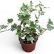 Плющ Хедера Варієгантний (Hedera helix variegata) д9 2421 фото 1