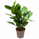 Калатея Фреді (Calathea Freddie) д11 3291 фото 1