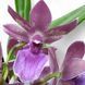 Орхідея Камбрія (Cymbidium) 2582 фото 1