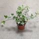Плющ Хедера Варієгантний (Hedera helix variegata) д9 2421 фото 2