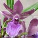 Орхідея Камбрія (Cymbidium) 2582 фото 4