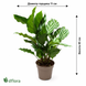 Калатея Фреді (Calathea Freddie) д11 3291 фото 2
