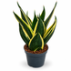 Сансевиерия Ханни Глиммеринг (Sansevieria &lsquo;Hahnii Glimmering&rsquo;) д9 3463 фото 1