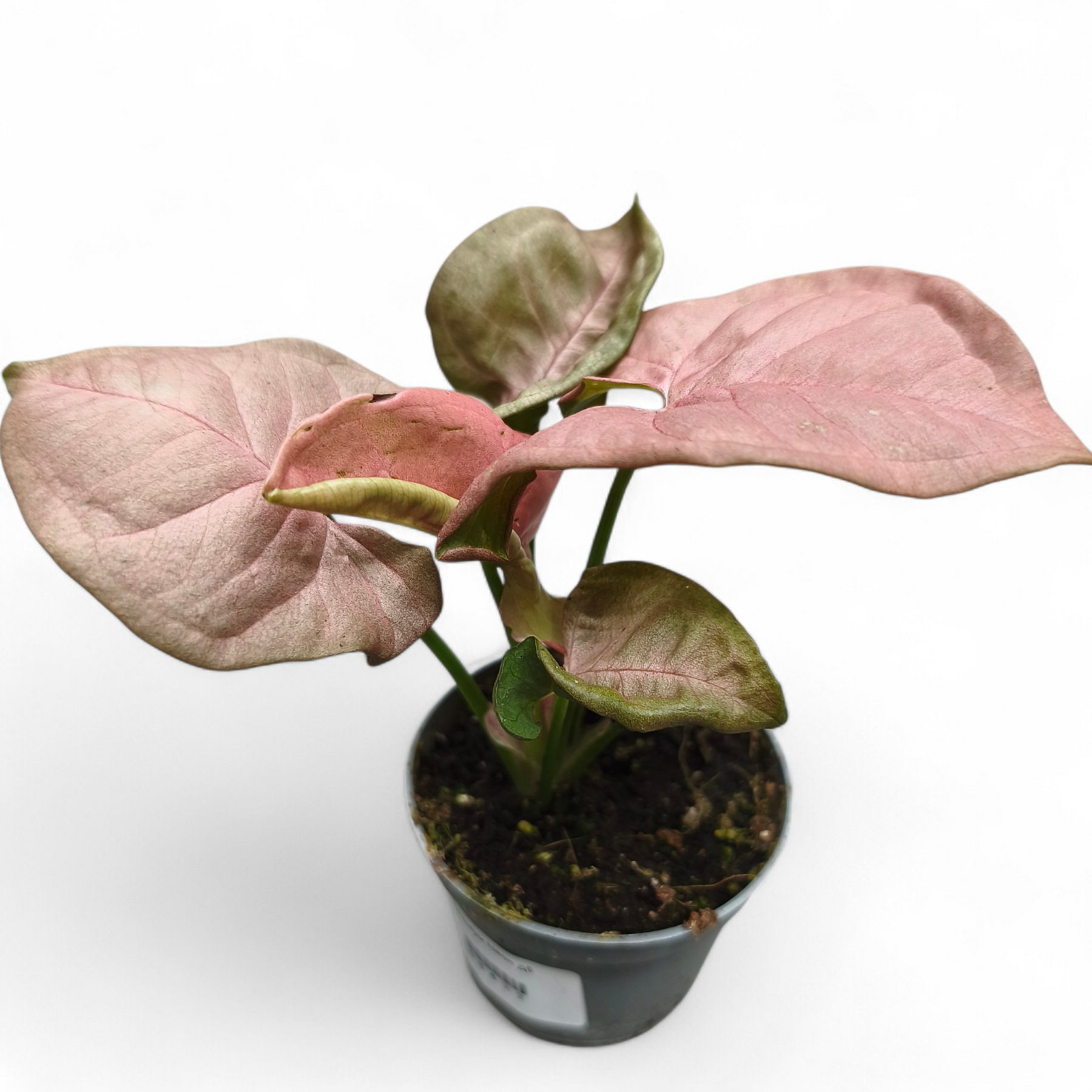 conix beams シルクスクリーン ED30 サイン入り 未使用 PINK conix
