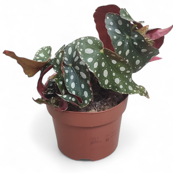 Бегония Макулата Вайтии (Begonia Maculata &lsquo;Wightii&rsquo;) 2885 фото