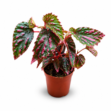 Бегонія Мілас Міракл (Begonia &lsquo;Mila&rsquo;s Miracle&rsquo;) д8 3410 фото