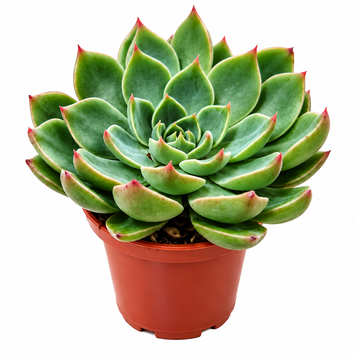 Ехеверія Сагіта (Echeveria Sagita) д5.5 3515 фото