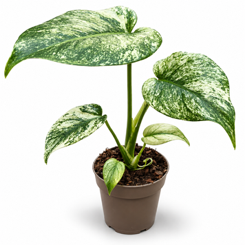 Монстера Мінт (Monstera deliciosa &lsquo;Mint&rsquo;) д11 3462 фото