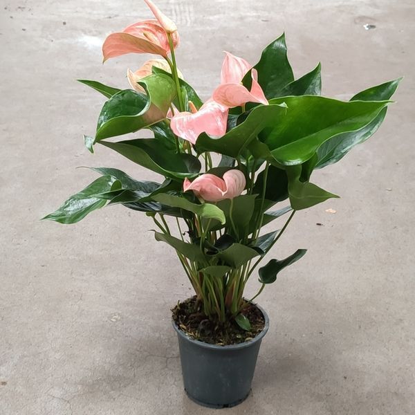 Антуріум Джолі (Anthurium Joli) 2580 фото