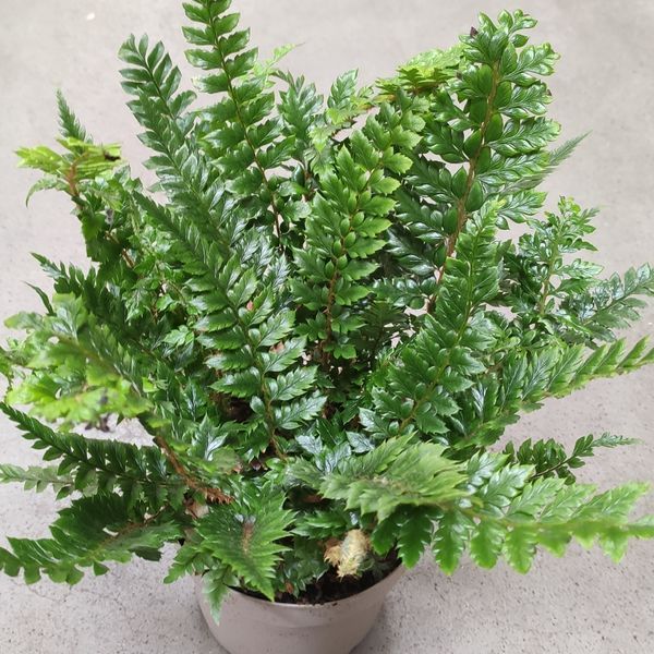 Полистихум Неолобатум (Polystichum neolobatum) 2344 фото