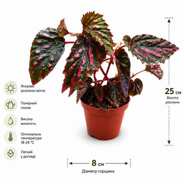 Бегонія Мілас Міракл (Begonia &lsquo;Mila&rsquo;s Miracle&rsquo;) д8 3410 фото