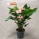 Антуріум Джолі (Anthurium Joli) 2580 фото 2