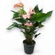 Антуріум Джолі (Anthurium Joli) 2580 фото 1