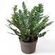 Полистихум Неолобатум (Polystichum neolobatum) 2344 фото 1