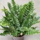Полистихум Неолобатум (Polystichum neolobatum) 2344 фото 2