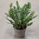 Полистихум Неолобатум (Polystichum neolobatum) 2344 фото 3