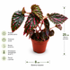 Бегонія Мілас Міракл (Begonia &lsquo;Mila&rsquo;s Miracle&rsquo;) д8 3410 фото 2