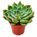 Ехеверія Сагіта (Echeveria Sagita) д5.5 3515 фото 1