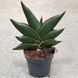 Сансев'єрія стайліш (Sansevieria stylish)  д5.5  2092 фото 2
