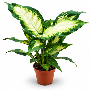 Диффенбахия Камилла (Dieffenbachia 'Camille') д9 266 фото